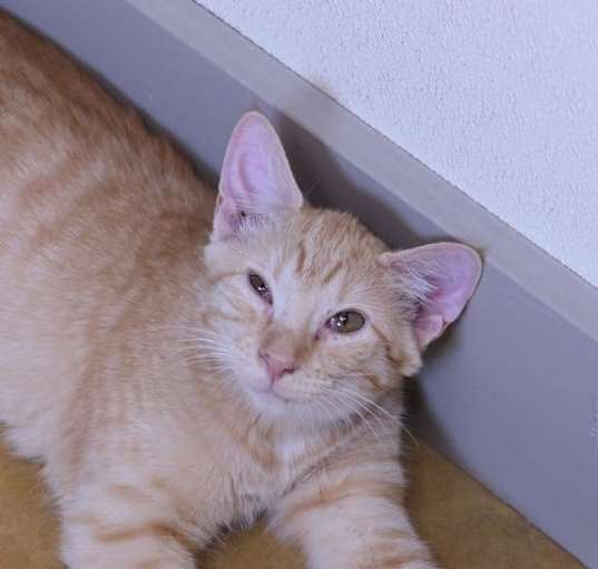 Photo of Phobo
