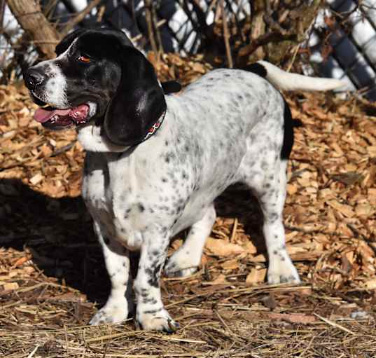 Photo of Willow- Adoption Pending