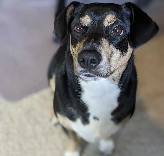 Photo of Loki