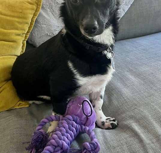 Photo of Archie