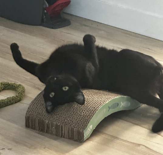 Photo of Enzo