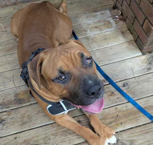 Photo of Bruno