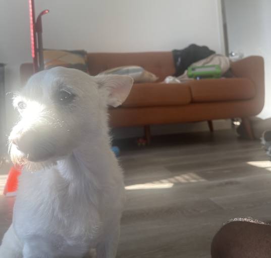 Photo of V’Dot