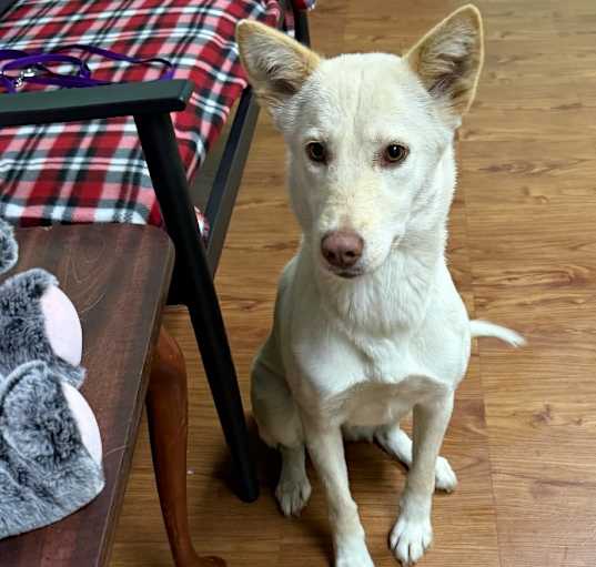 Photo of Shasta URGENT HELP NEEDED!
