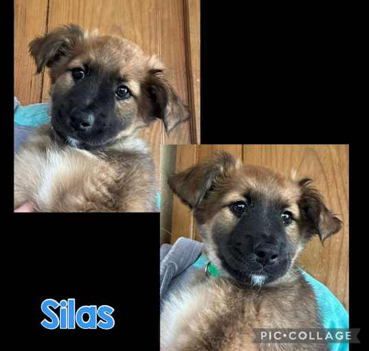 Photo of SIlas