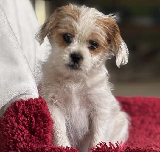 Photo of Luna