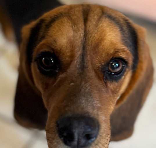 Photo of Bo