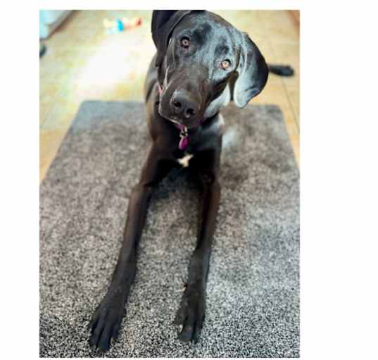 Photo of Lacey