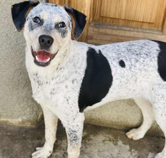 Photo of Cookie
