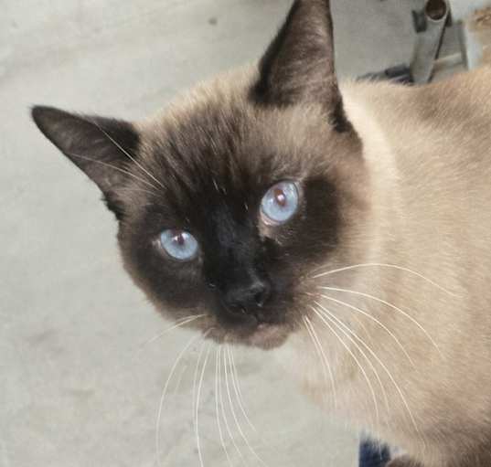 Photo of Simon