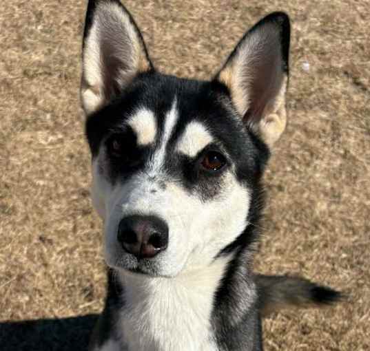 Photo of Koda