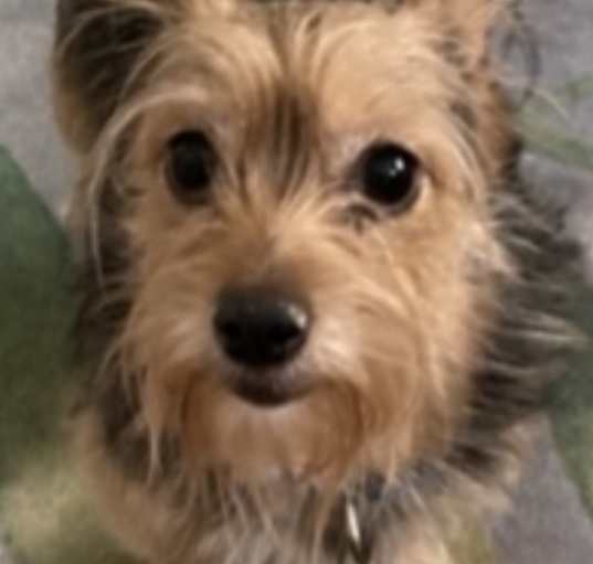 Photo of Kiwi