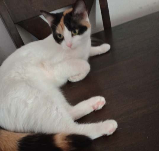 Photo of Tater Tot / Toast