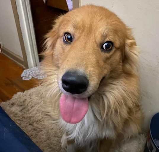 Photo of Sarge