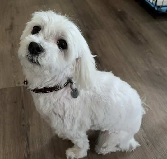 Photo of Bailey