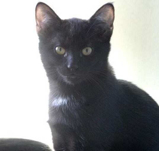 Photo of Blueberry