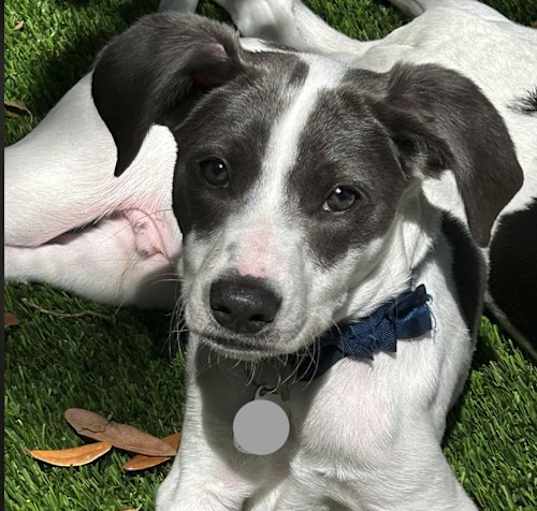 Photo of Blaze - Puppy of Penny