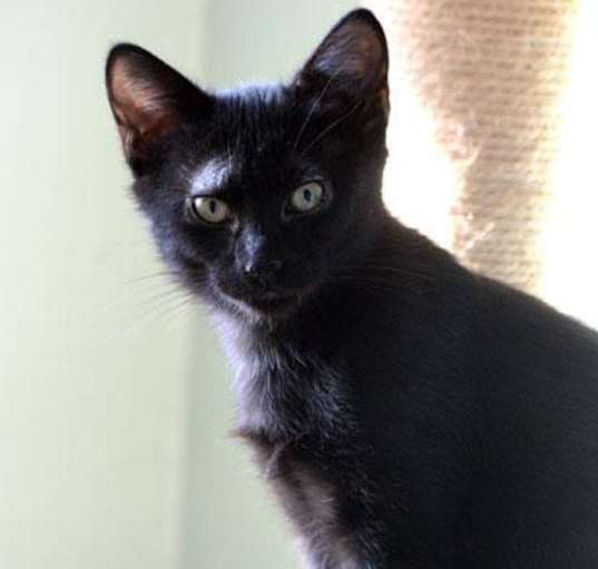Photo of Gingerbread