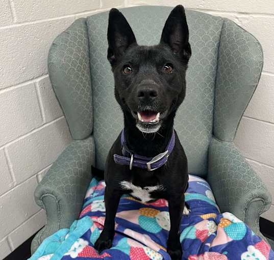 Photo of Koda