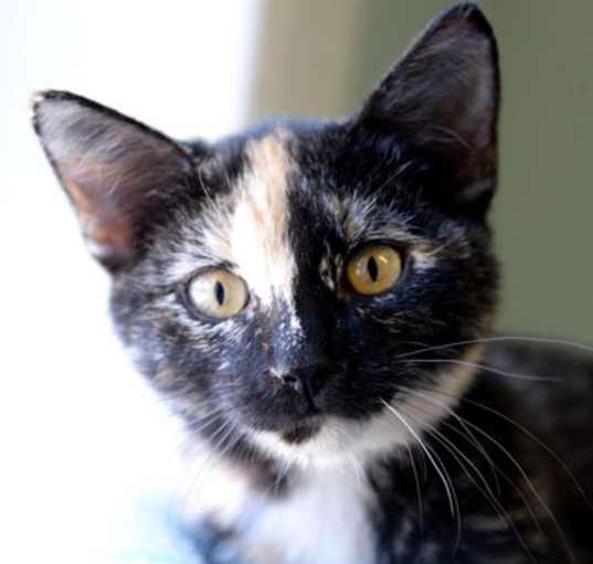 Photo of Briar Rose