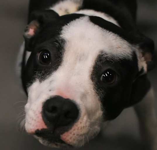 Photo of Polly