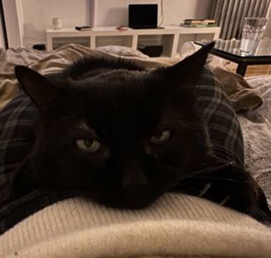 Photo of Fitz