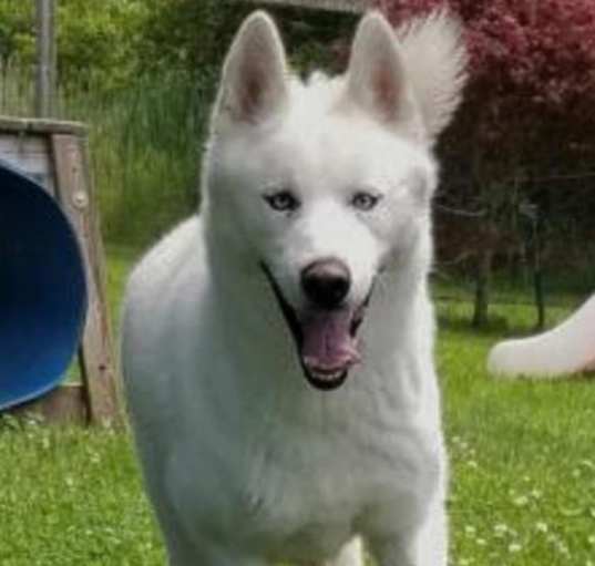 Photo of Apollo