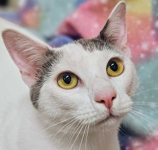 Photo of George - PetSmart