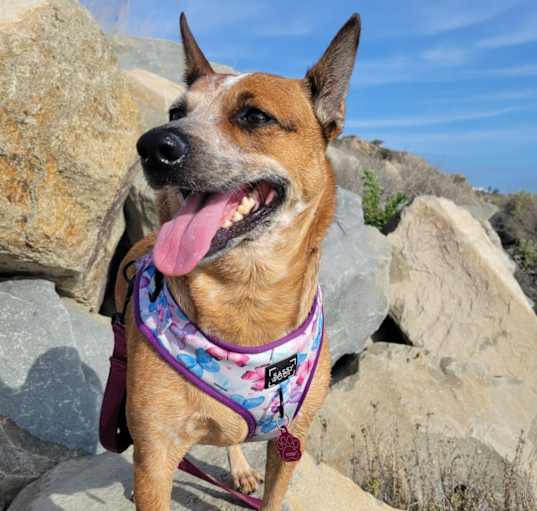 Photo of Vixen