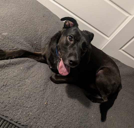Photo of Boomer