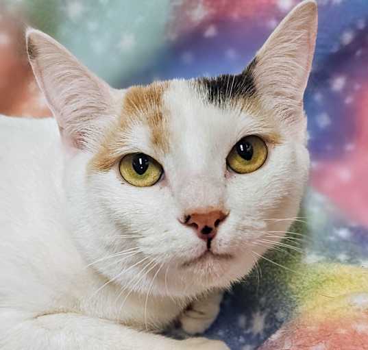 Photo of Cookie- RC PetSmart