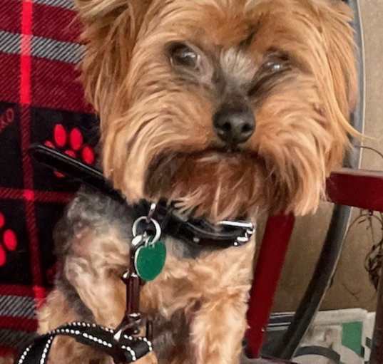 Photo of Coco