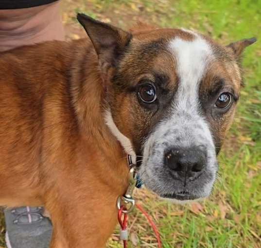 Photo of Lucky