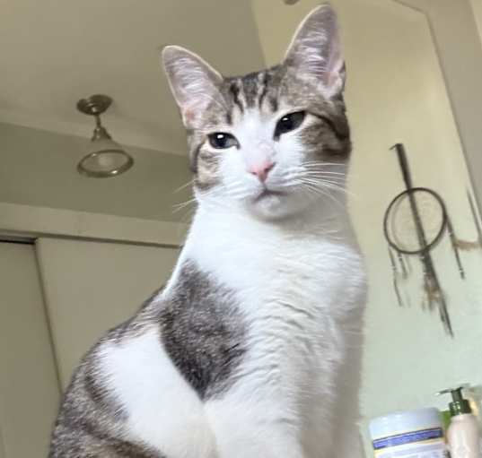 Photo of Hank