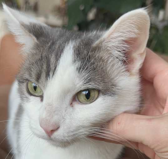Photo of Pickletini