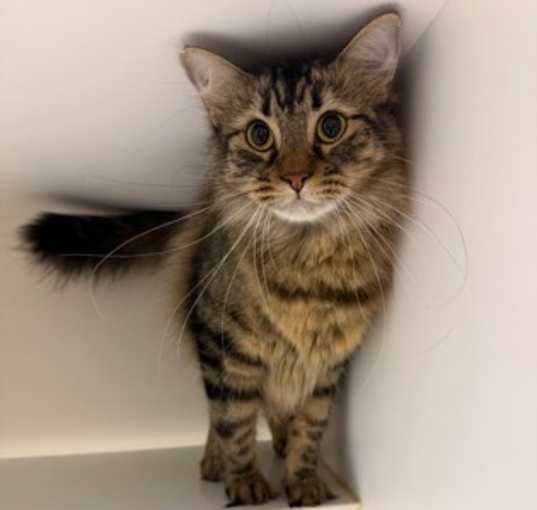 Photo of Smokey