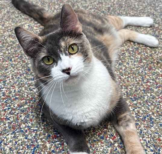 Photo of Rosaline
