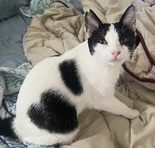 Photo of Heifer