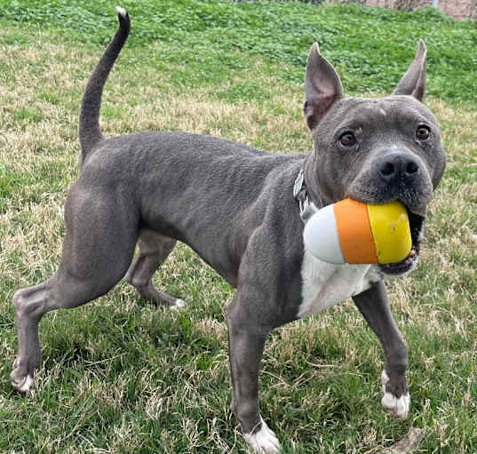 Photo of Sheba