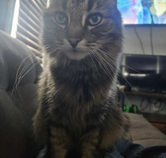 Photo of Majora