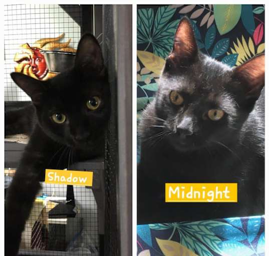 Photo of Shadow & Midnight