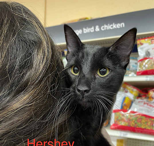 Photo of Hershey