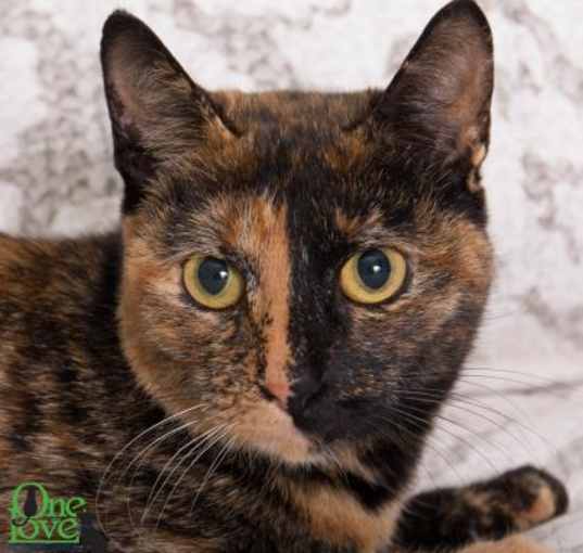 Photo of Moxie