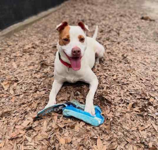 Photo of Spot