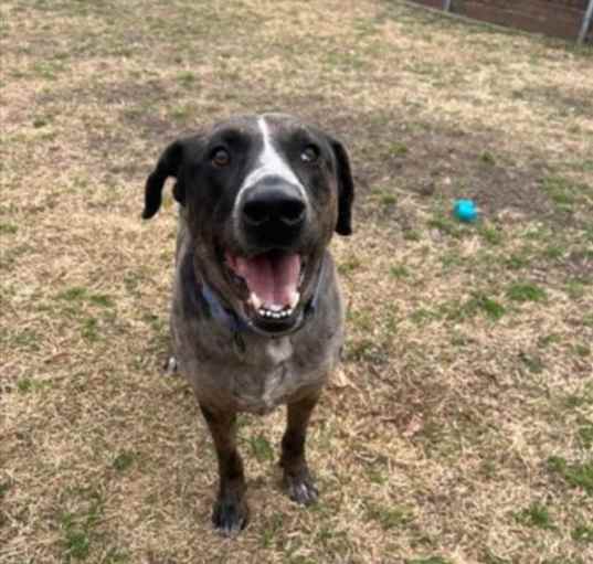 Photo of BENTLEY