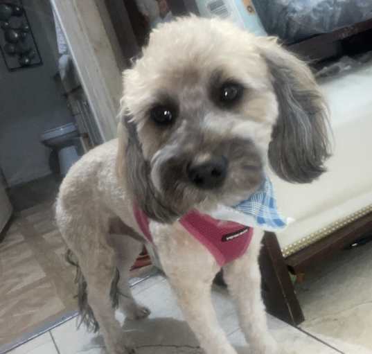 Photo of Mocha