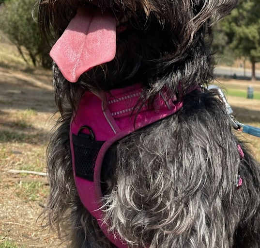 Photo of Olive