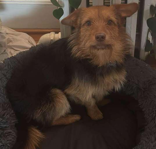 Photo of Benji