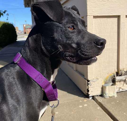 Photo of Raven