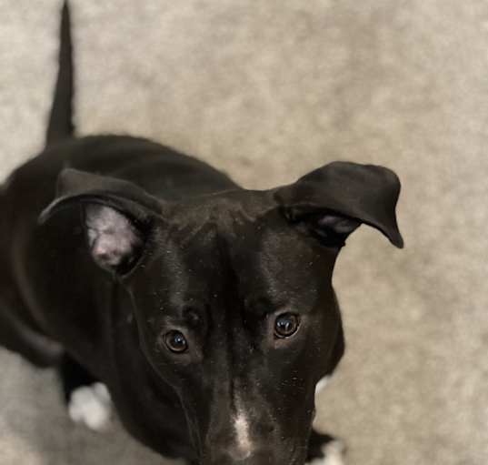 Photo of Max